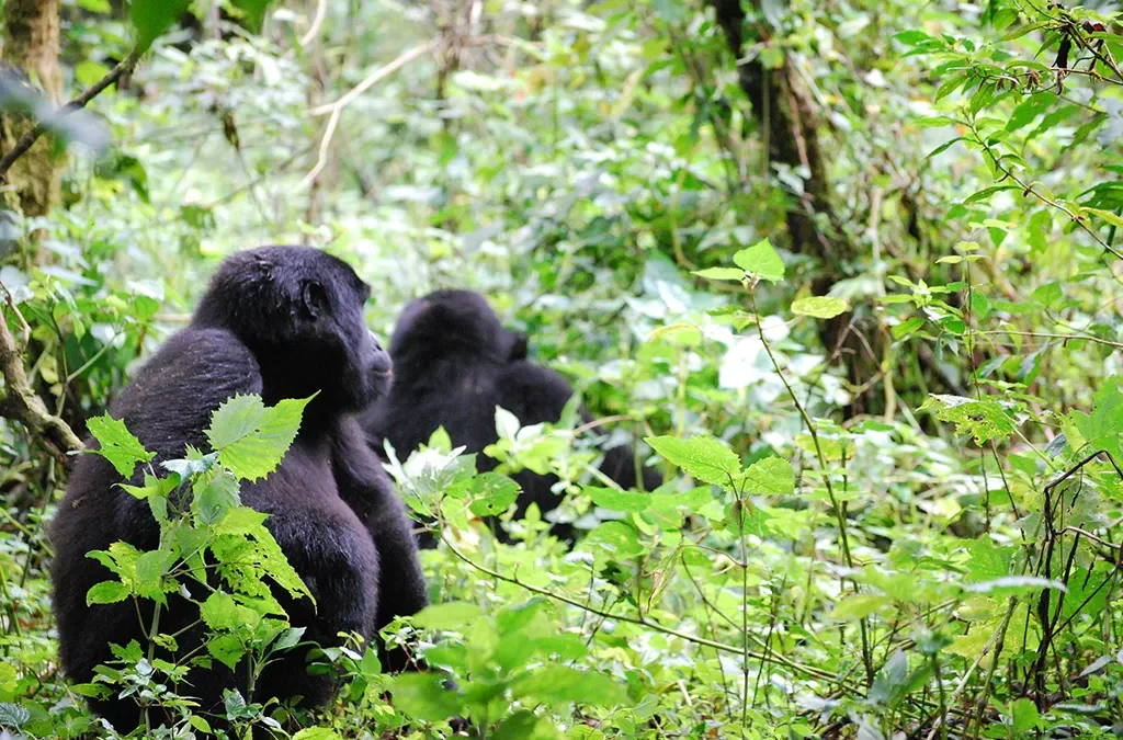 3 Day Gorilla Trekking Safari