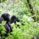 3 Day Gorilla Trekking Safari
