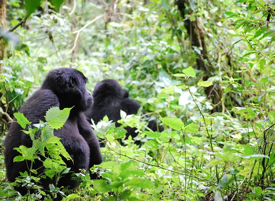 3 Day Gorilla Trekking Safari