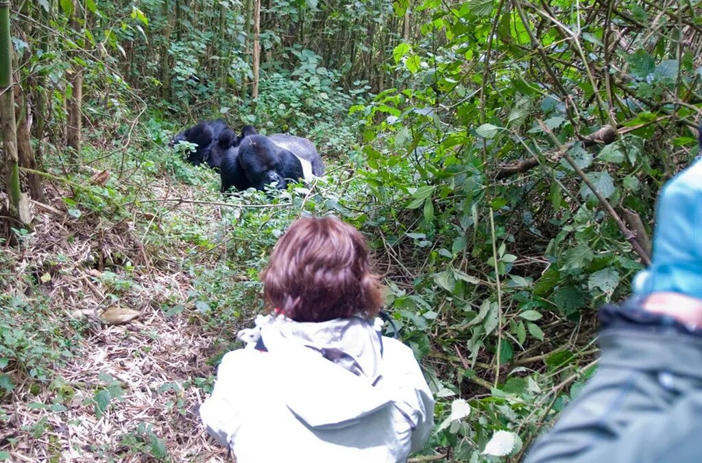 4 Days Uganda Gorilla tour
