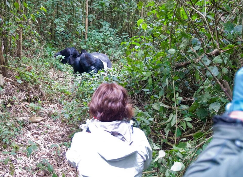 4 Days Uganda Gorilla tour