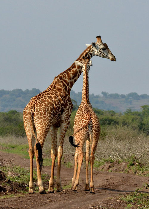 Akagera National Park