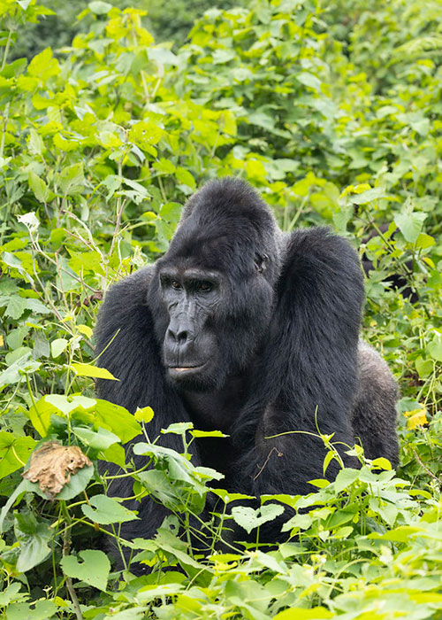 Bwindi Impenetrable Forest National Park