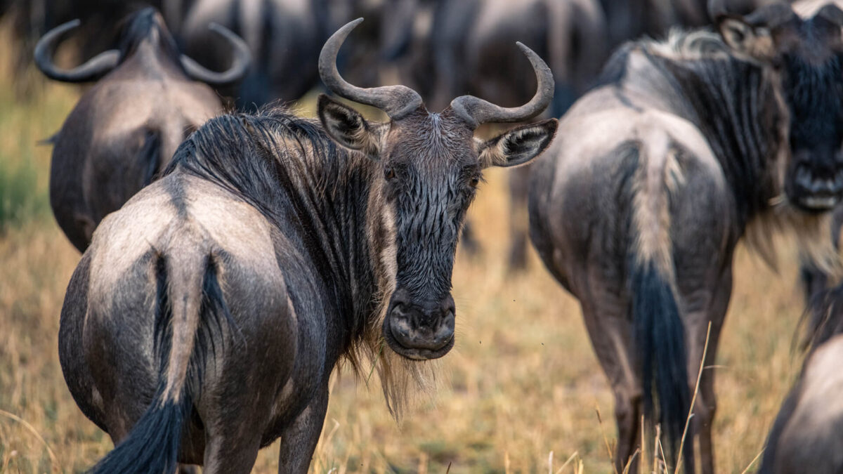 The great wildebeest migration