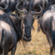 The great wildebeest migration