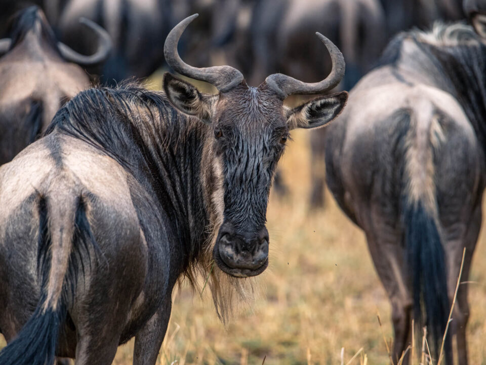 The great wildebeest migration