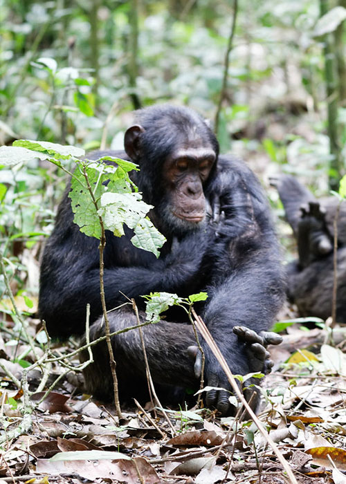 Kibale Forest National Park