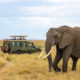 Kenya Or Tanzania: Which Is Best For Safari?