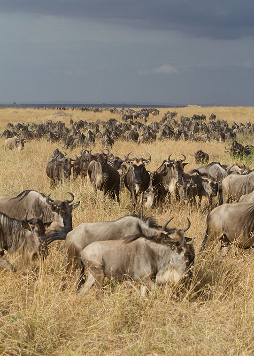 Maasai-Mara-National-Reserve