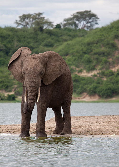 Queen Elizabeth National Park