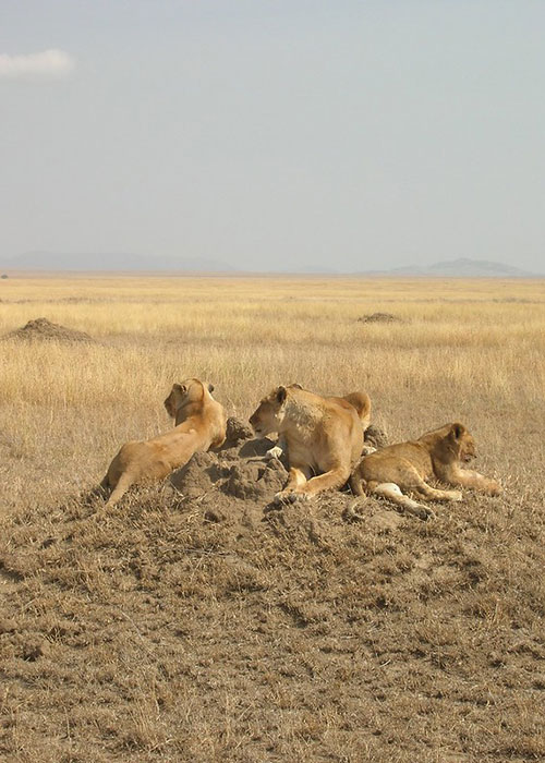 Serengeti National Park