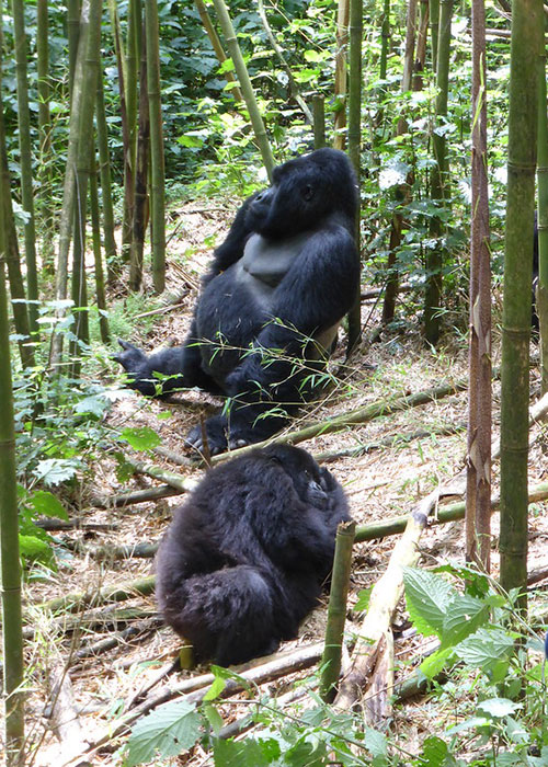 Volcanoes National Park