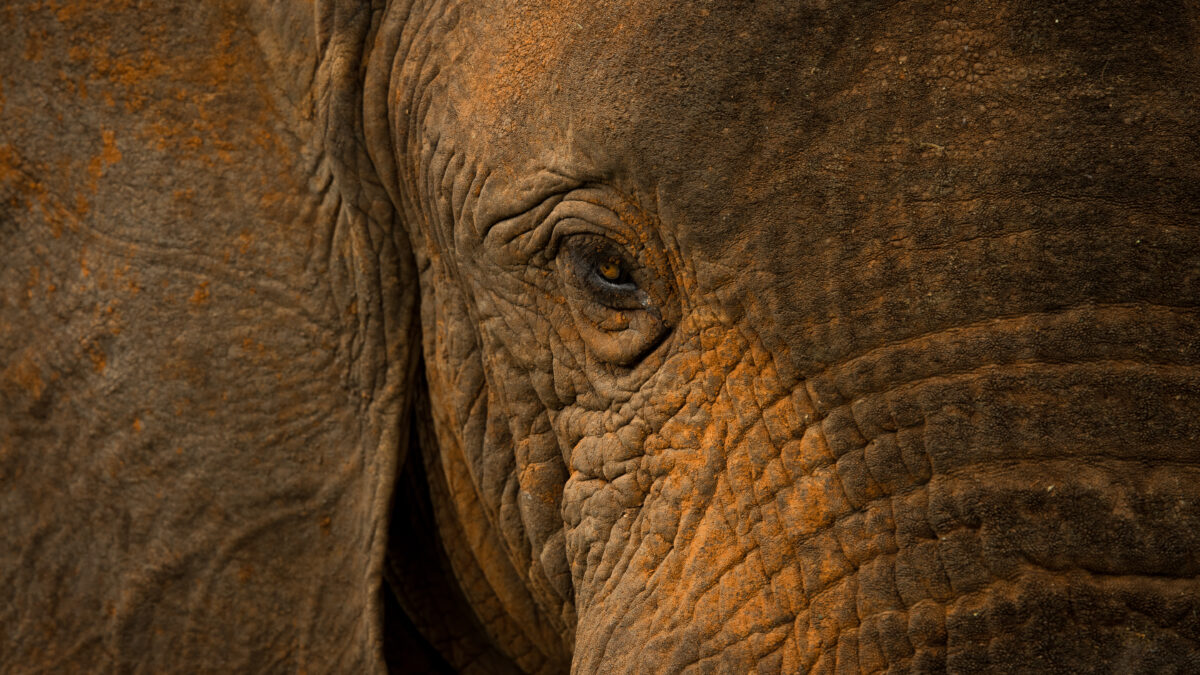 8 Questions About Kenya Safaris