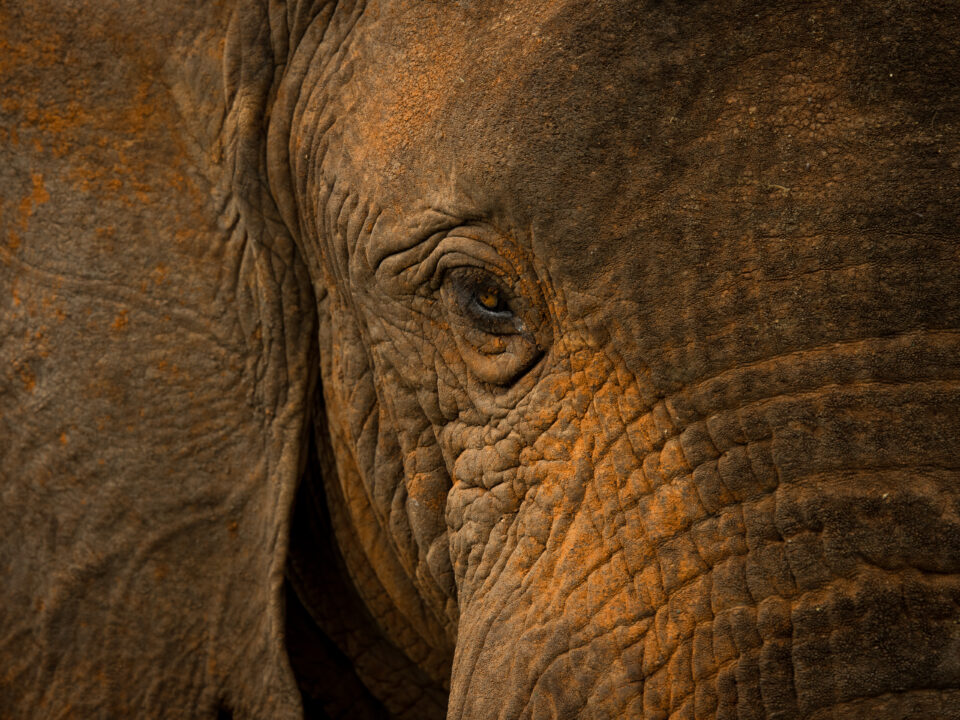 8 Questions About Kenya Safaris