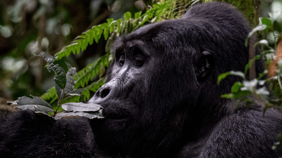 Rwanda or Uganda for Gorillas? Your Ultimate Safari Decision Guide