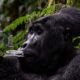 Rwanda or Uganda for Gorillas? Your Ultimate Safari Decision Guide