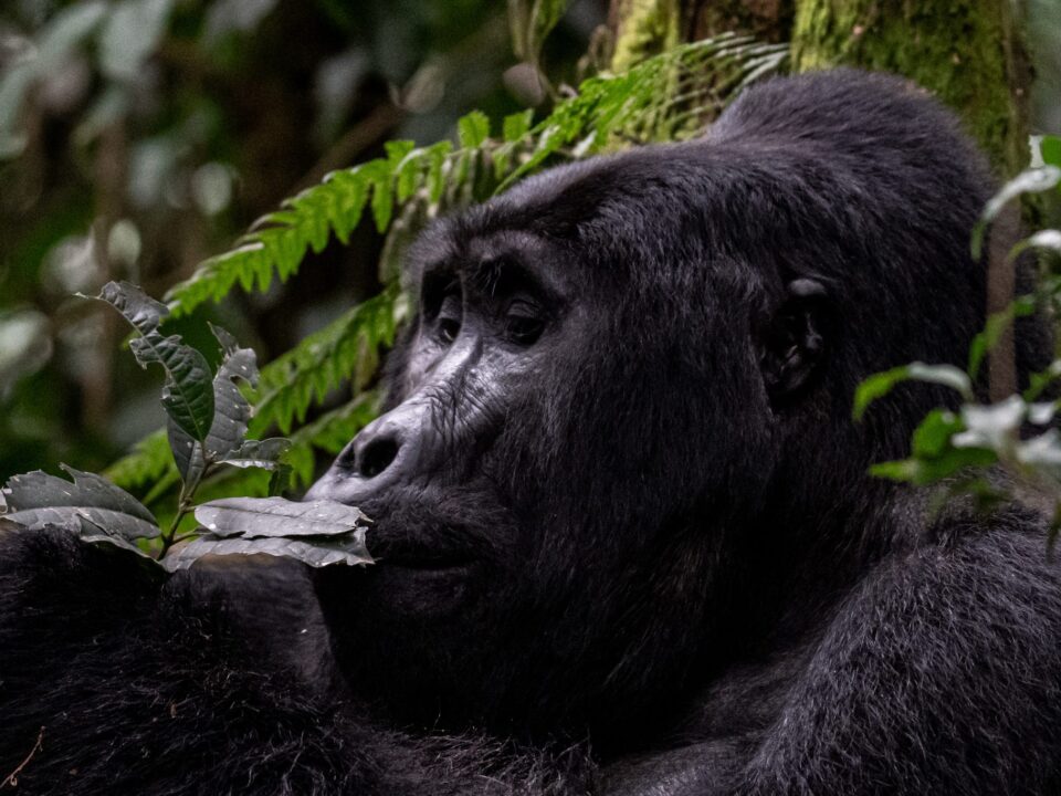 Rwanda or Uganda for Gorillas? Your Ultimate Safari Decision Guide