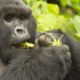 Double gorilla trekking safari in Uganda