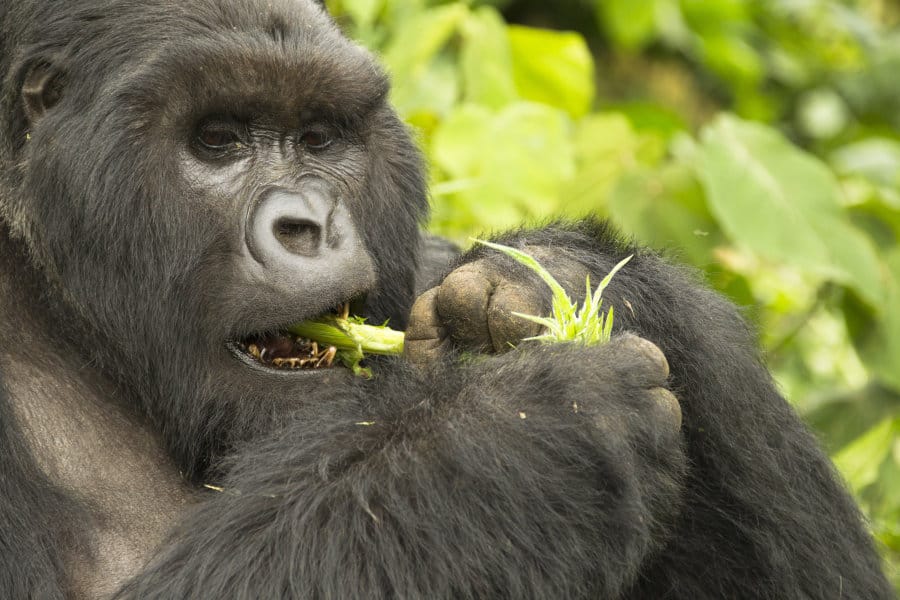 Double gorilla trekking safari in Uganda