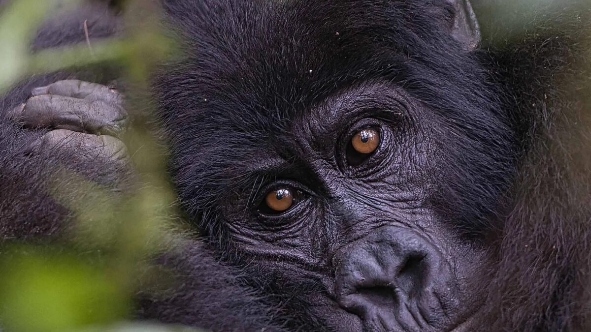 Choosing The Right Gorilla Trekking Tour For You: A Guide To Finding Your Perfect Safari
