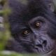 Choosing The Right Gorilla Trekking Tour For You: A Guide To Finding Your Perfect Safari