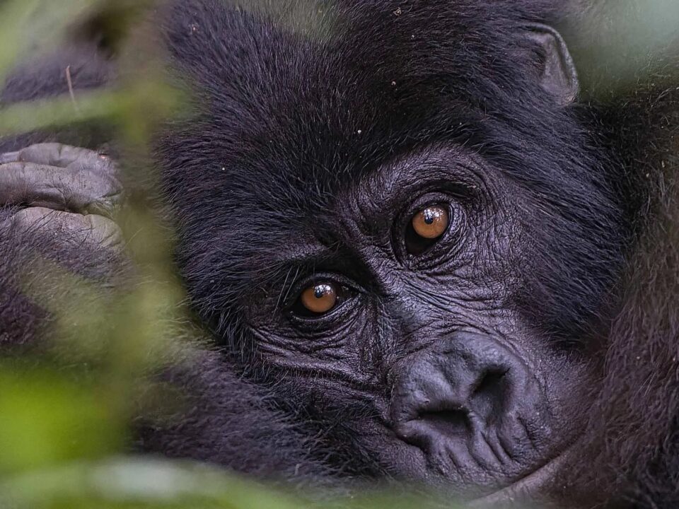 Choosing The Right Gorilla Trekking Tour For You: A Guide To Finding Your Perfect Safari