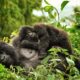 Top Gorilla Trekking Destinations to Visit in Uganda 2026