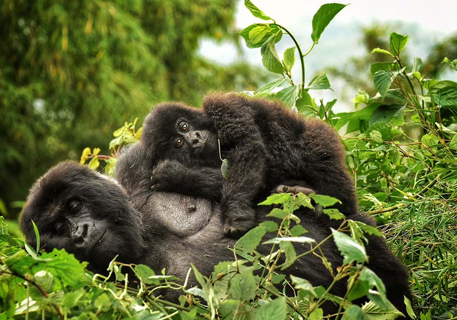 Top Gorilla Trekking Destinations to Visit in Uganda 2026